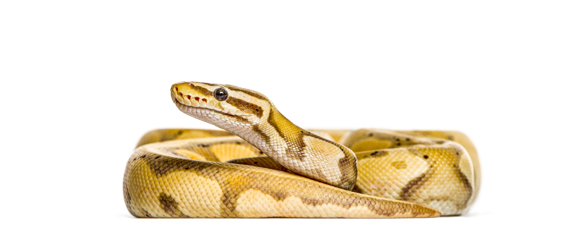 Ball python, python regius, resting on white background, looking up