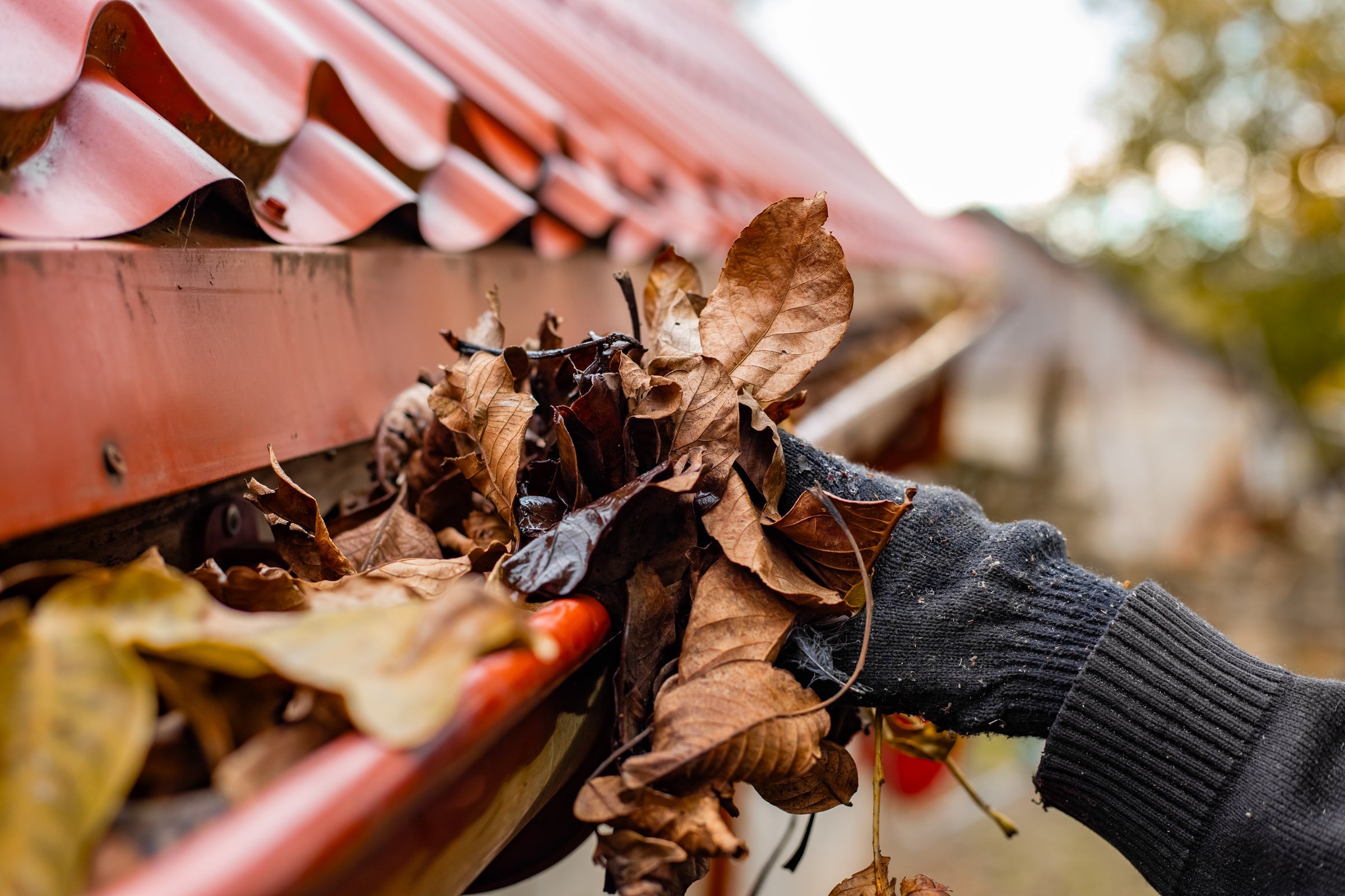 A gloved hand clears the gutter of a red tile roof of fall leaves, preventing clogs and water damage.