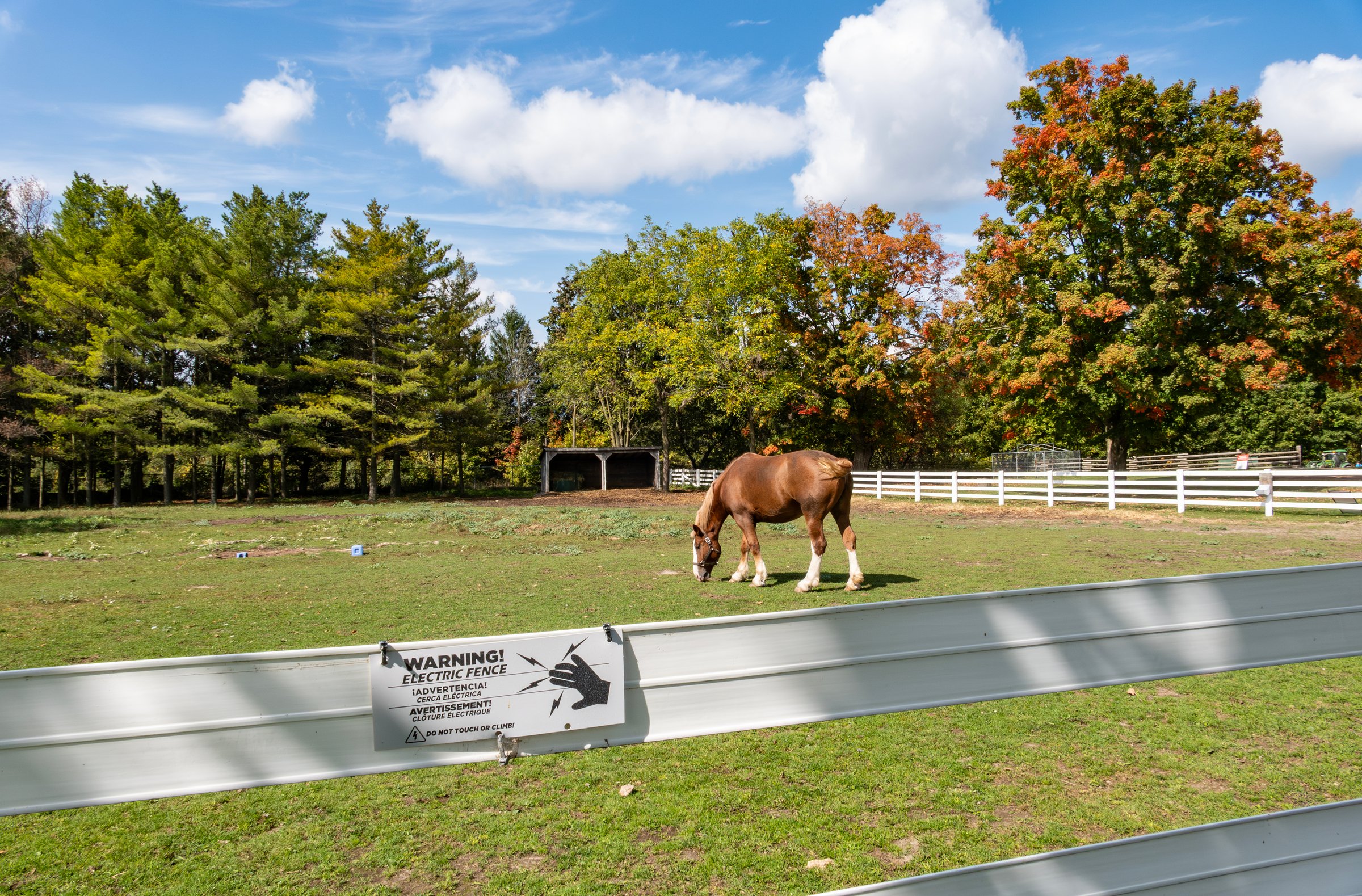 One Horse Grazing Behind a White Electric Fence on a Sunny Autumn Day