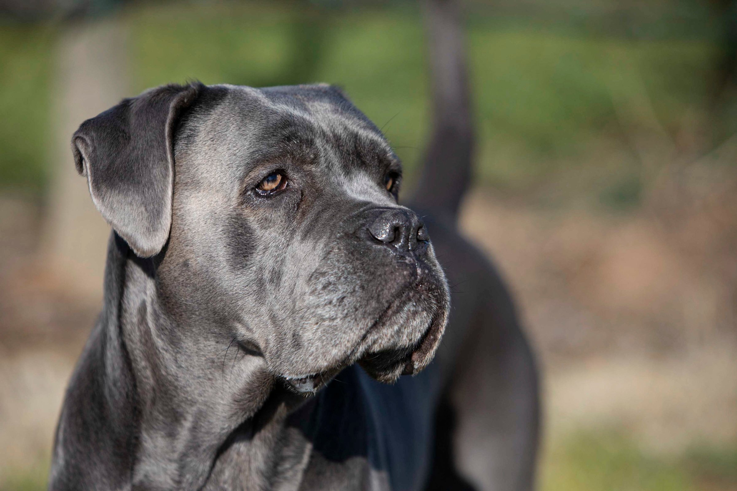 Portraits Cane Corso