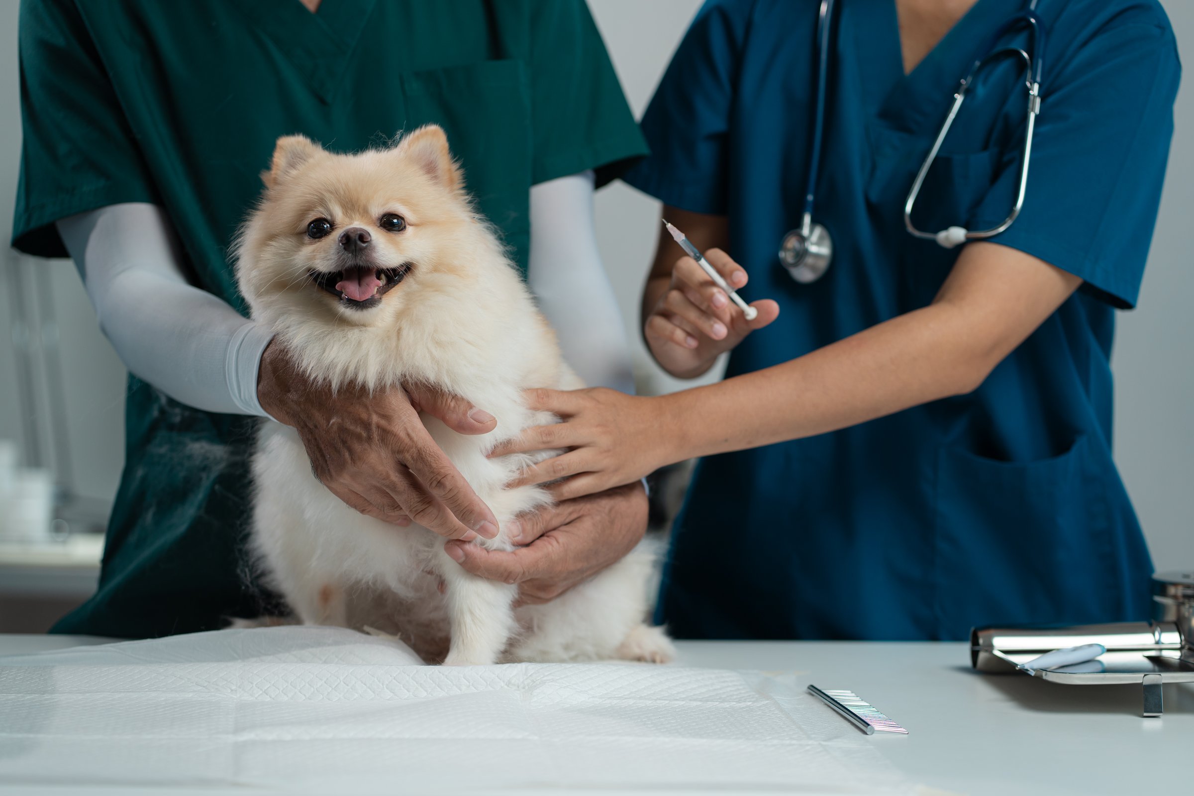 Veterinarians and assistants provide vaccinations and health checkups for dogs, delivering expert care and medical support in a professional clinic.