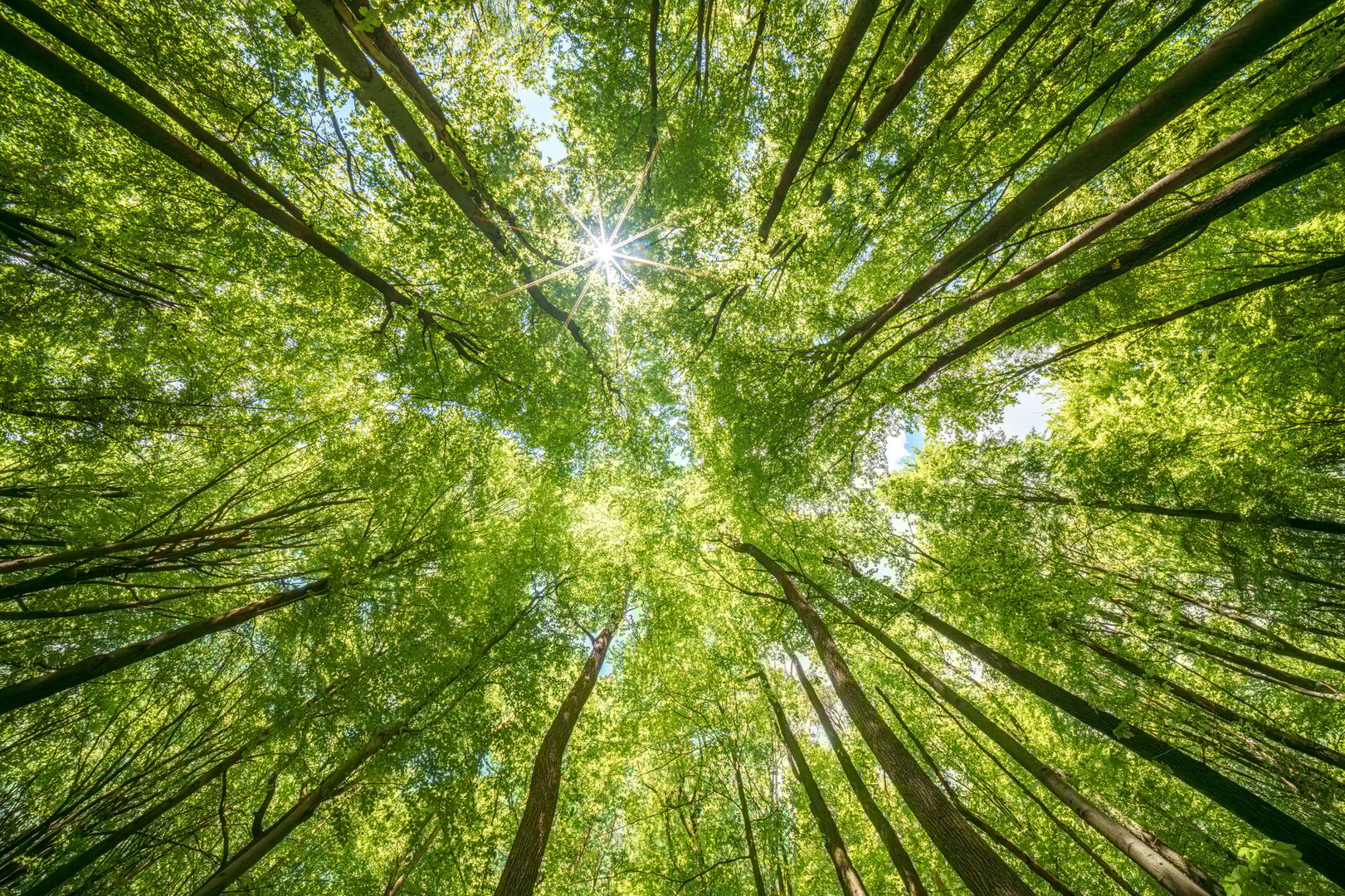 Observing the sunlight filtering through the foliage of deciduous trees in a forest, connecting with natures beauty and serenity, sustainability