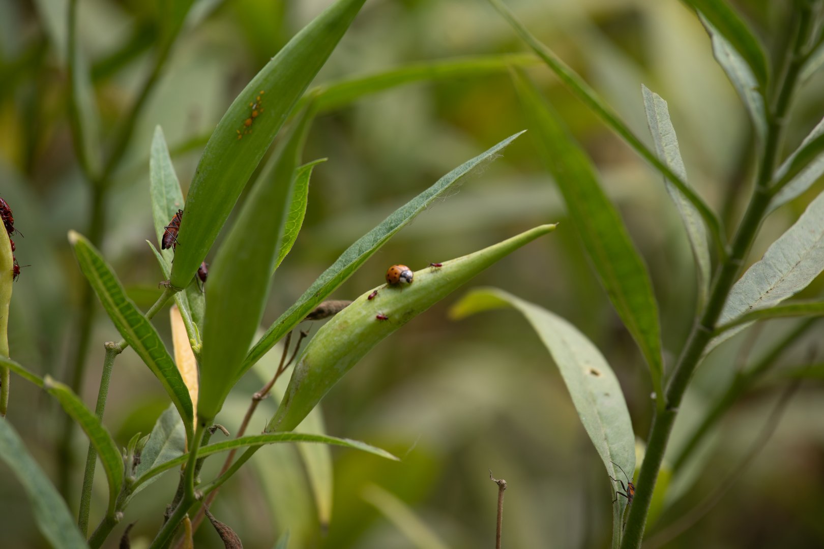 Caterpillar on a Seed Pod in a Natural Environment in a Asclepias curassavica on a sunny Peru
