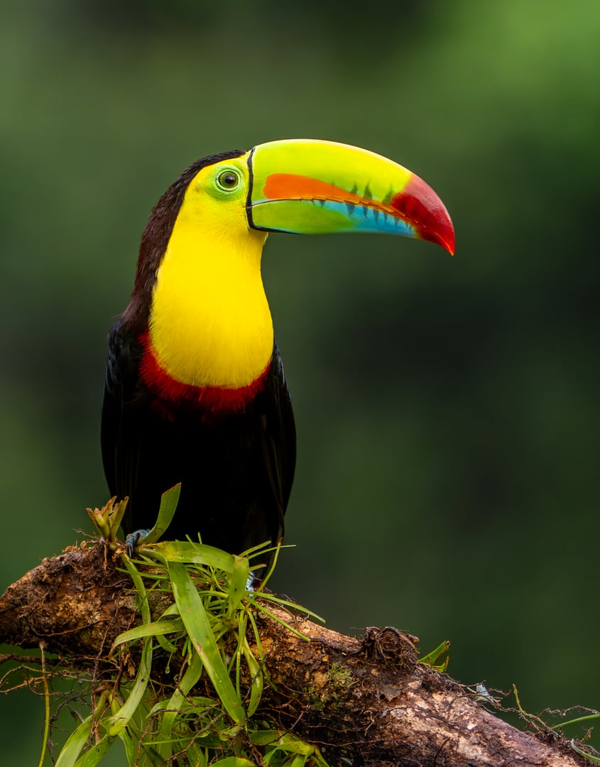 A colorful toucan with a vibrant beak perched on a branch against a blurred green background.