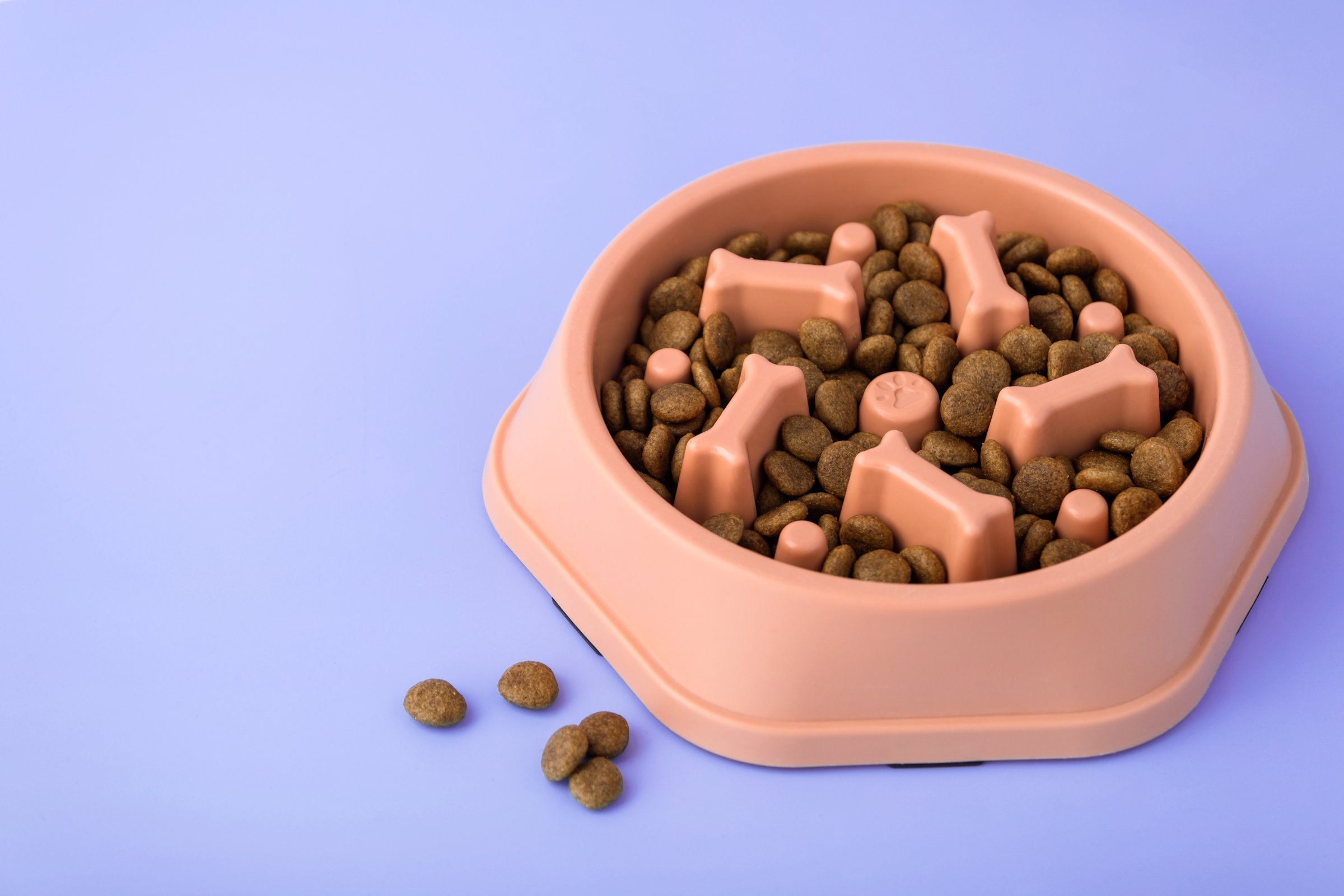 Cat and dog orange slow Feeding Bowl on purple background , Pet Slow Feeder with dry food