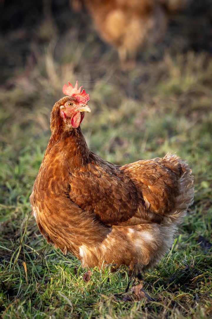 A free range chicken on a farm in Sussex, on a sunny winter's day