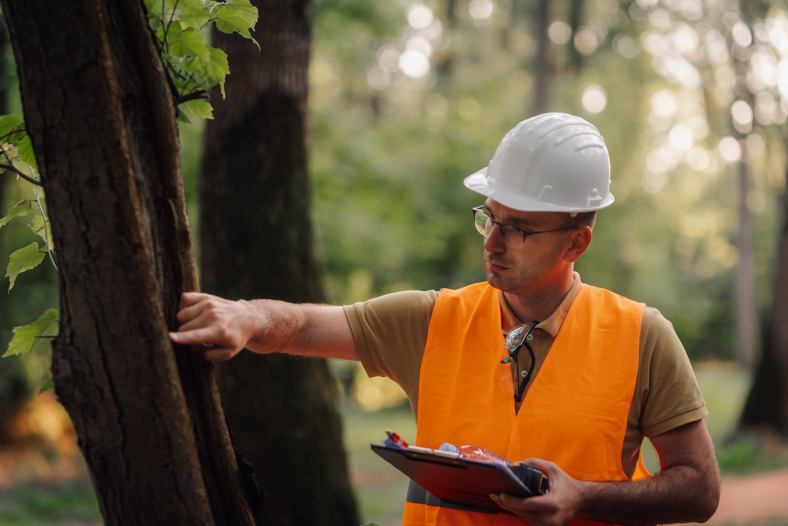 Forestry engineer examining tree bark for disease