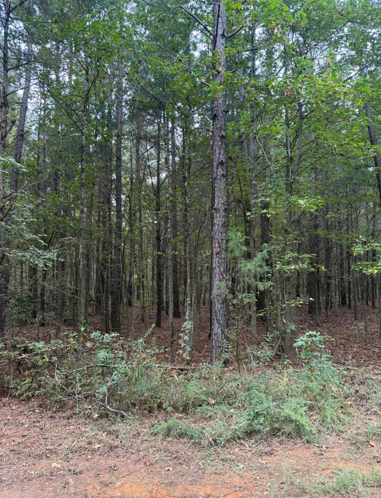 Before land clearing