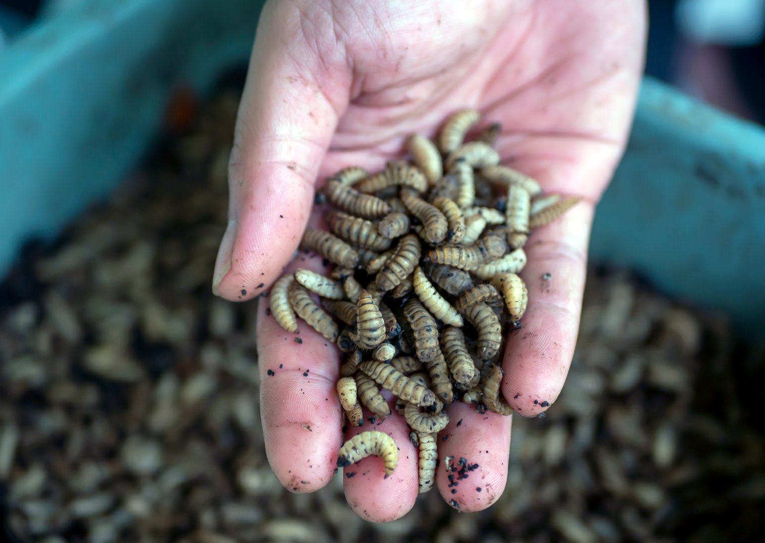 Close up of Black soldier fly (BSF) larvae or maggot on a palm of hand, Hermetia Illucens  insect farms for fish and poultry feed