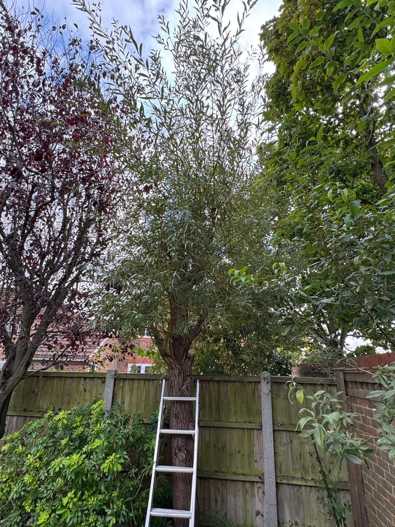 hedge-cutting