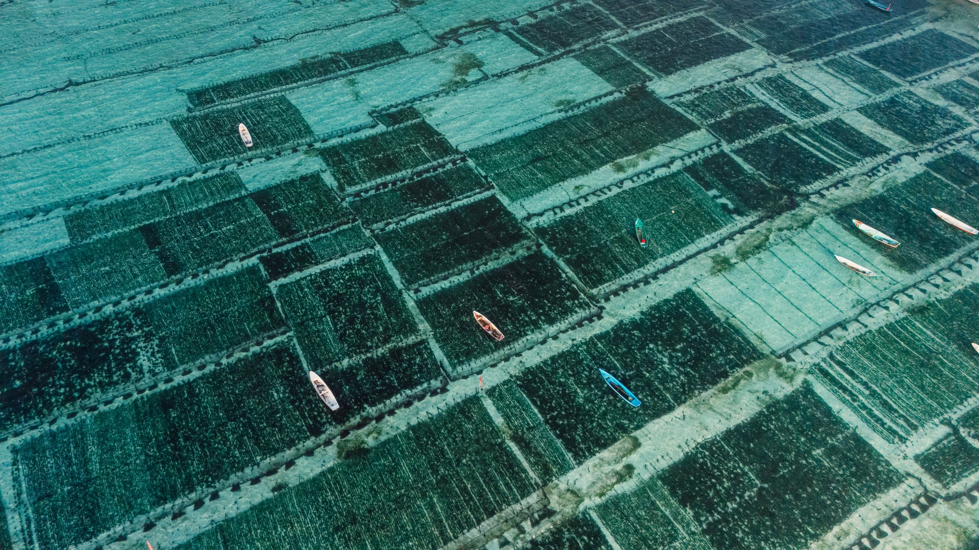 Aerial view of seaweed farm at Lembongan island in Indonesia