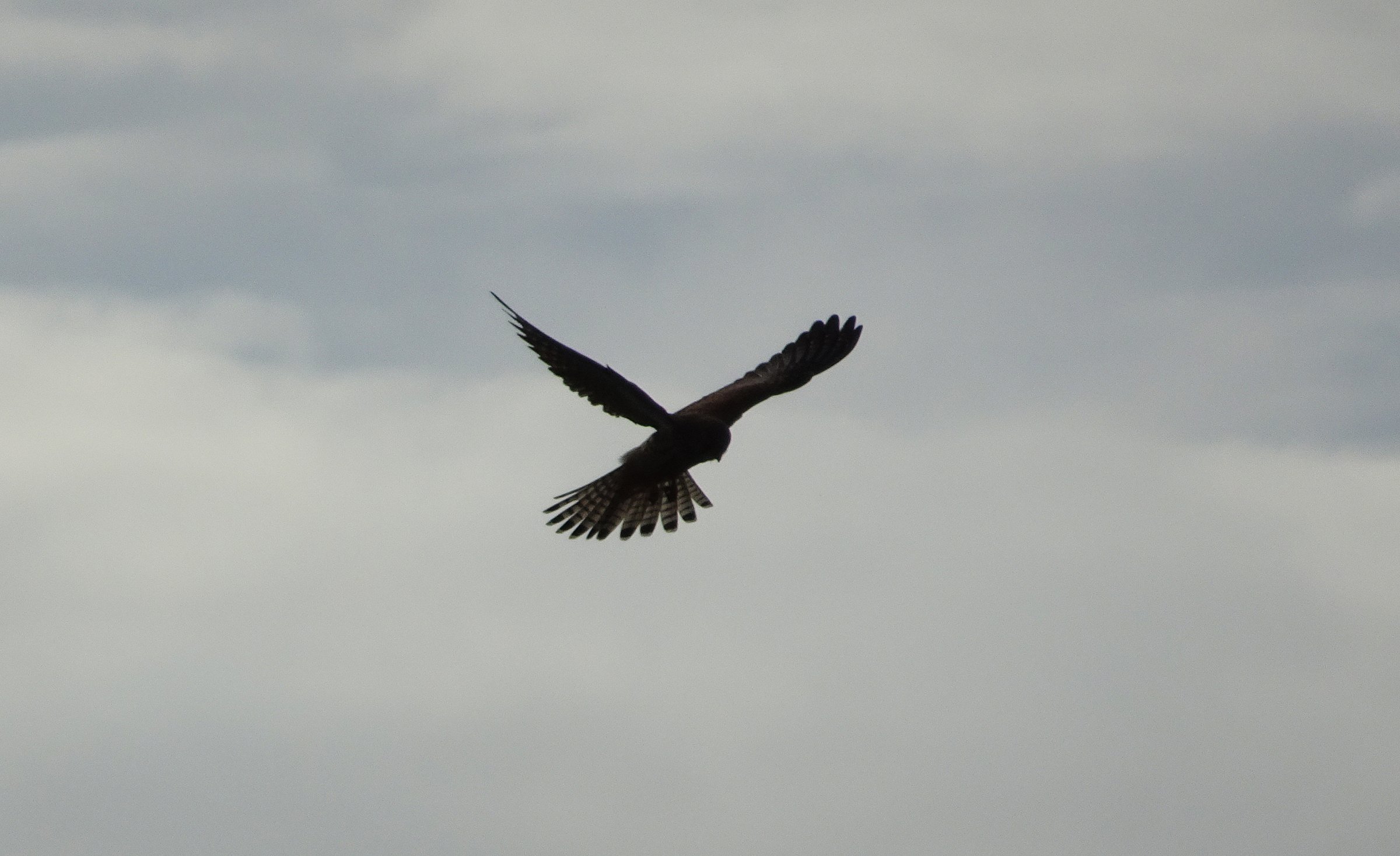 Tiercel bird