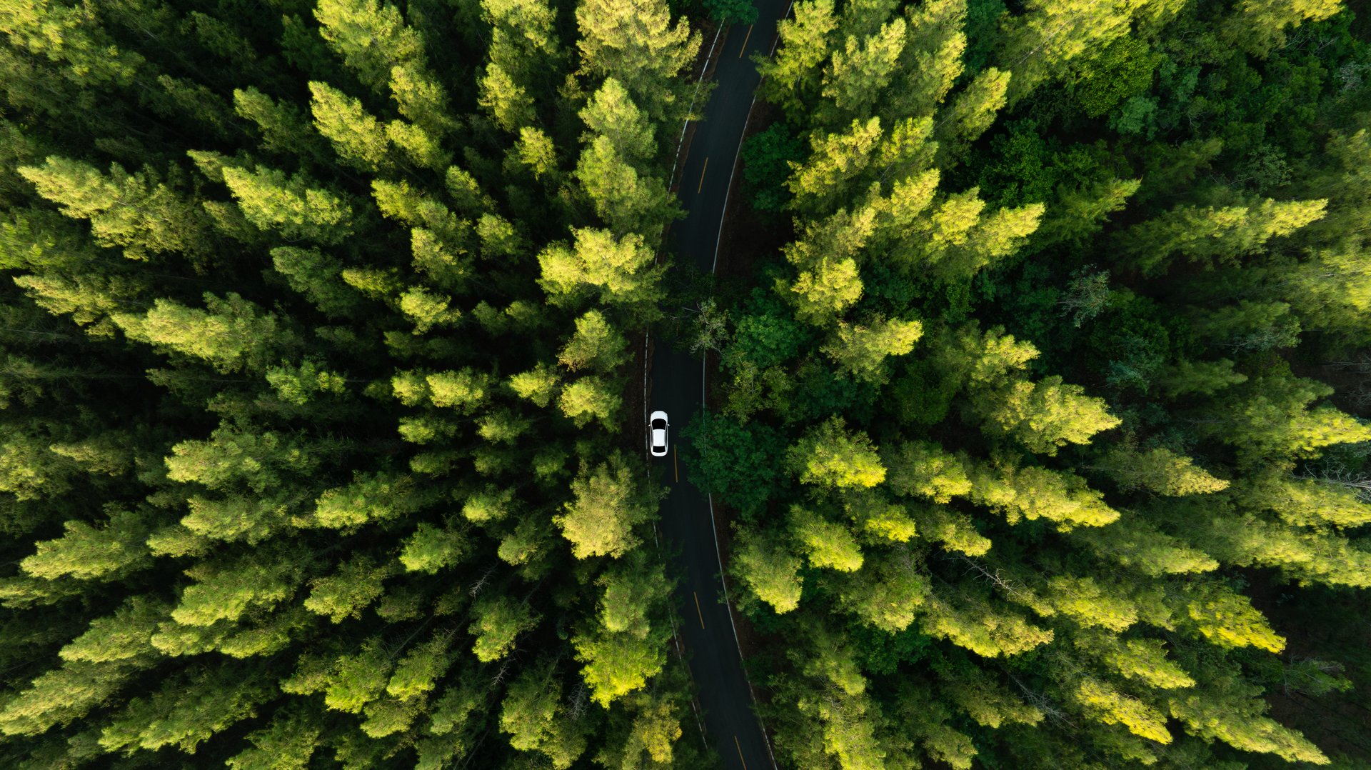 Aerial view of dark green forest road and white electric car Natural landscape and elevated roads Adventure travel and transportation and environmental protection concept