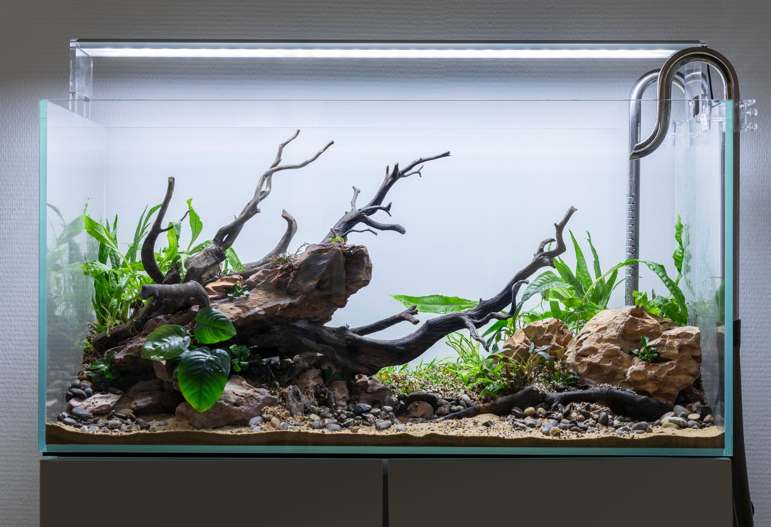 planted dragon stone and wood aquascape setup in an aquarium tank, anubias, bucephalanra, Hygrophila Pinnatifida