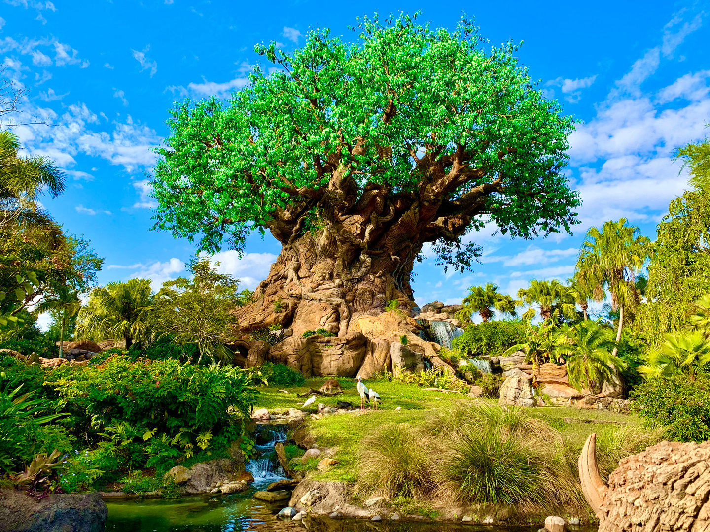 Tree of Life Animal Kingdom