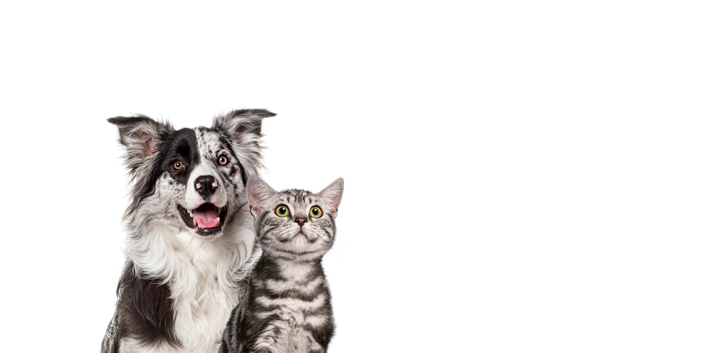 Border collie dog and tabby cat sitting together on a white background