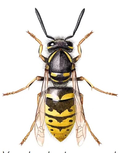 Stikkeveps - vanlig veps som kan stikke flere ganger