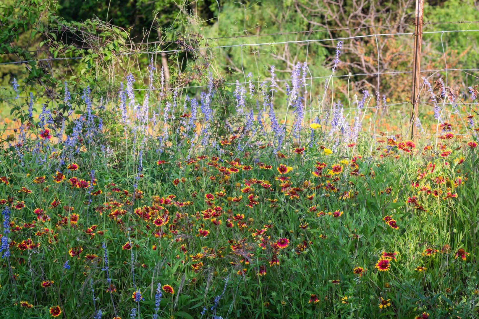 Summer native Texas wildflower, Austin, Texas, cactus flowers, blooming on country roadside rural Texas Hill Country, Indian Blanket