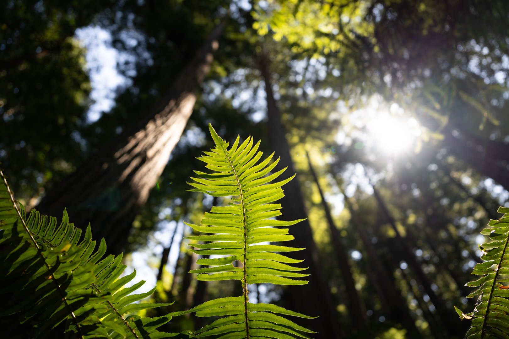 A versatile collection of nature photography from Redwood National Park, featuring majestic towering trees and detailed macro close-ups of bark, moss, and lush green foliage.
