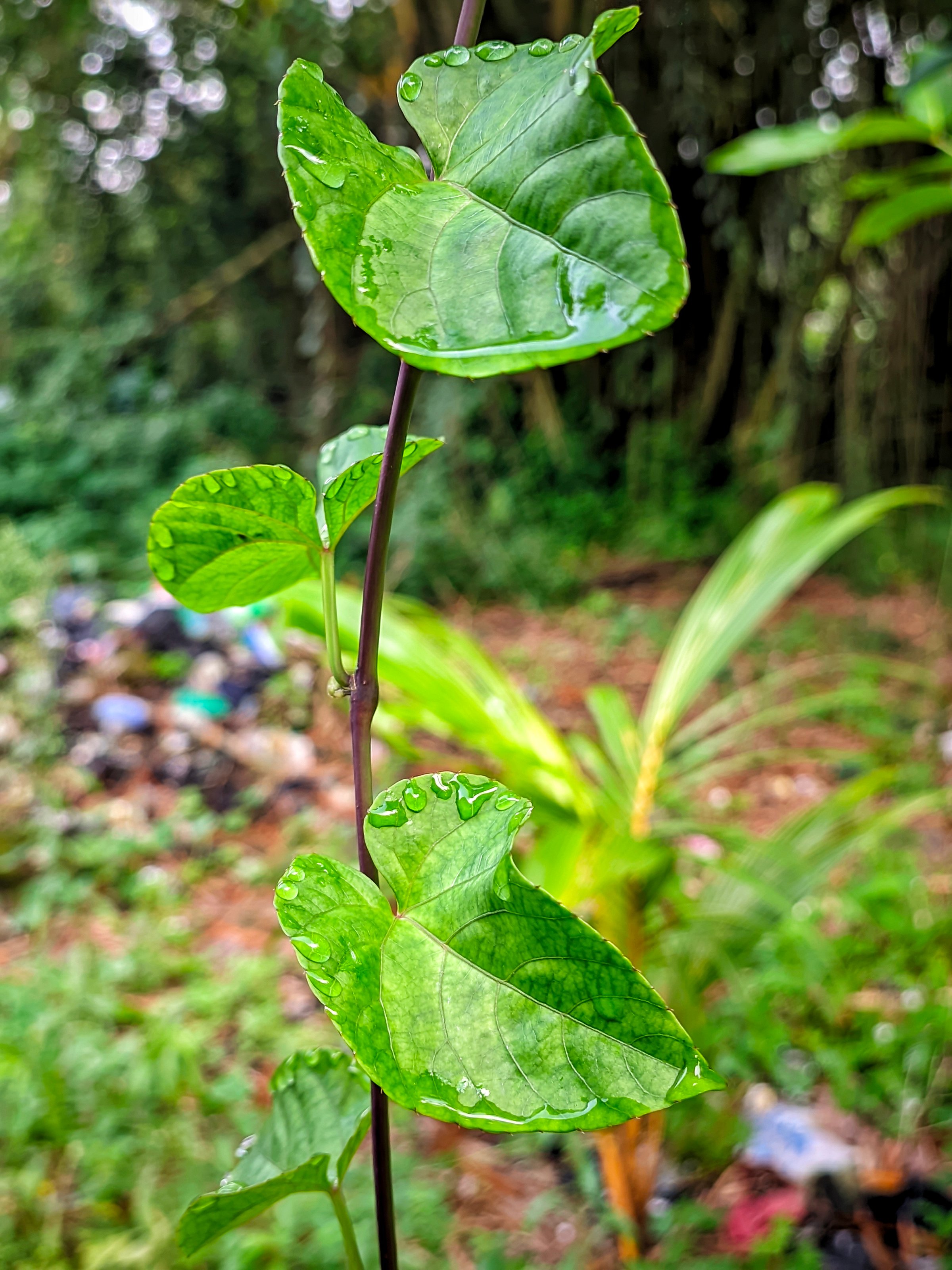 Forest ornamental plants, people call them Brotowali plants, usually grow freely around the forest