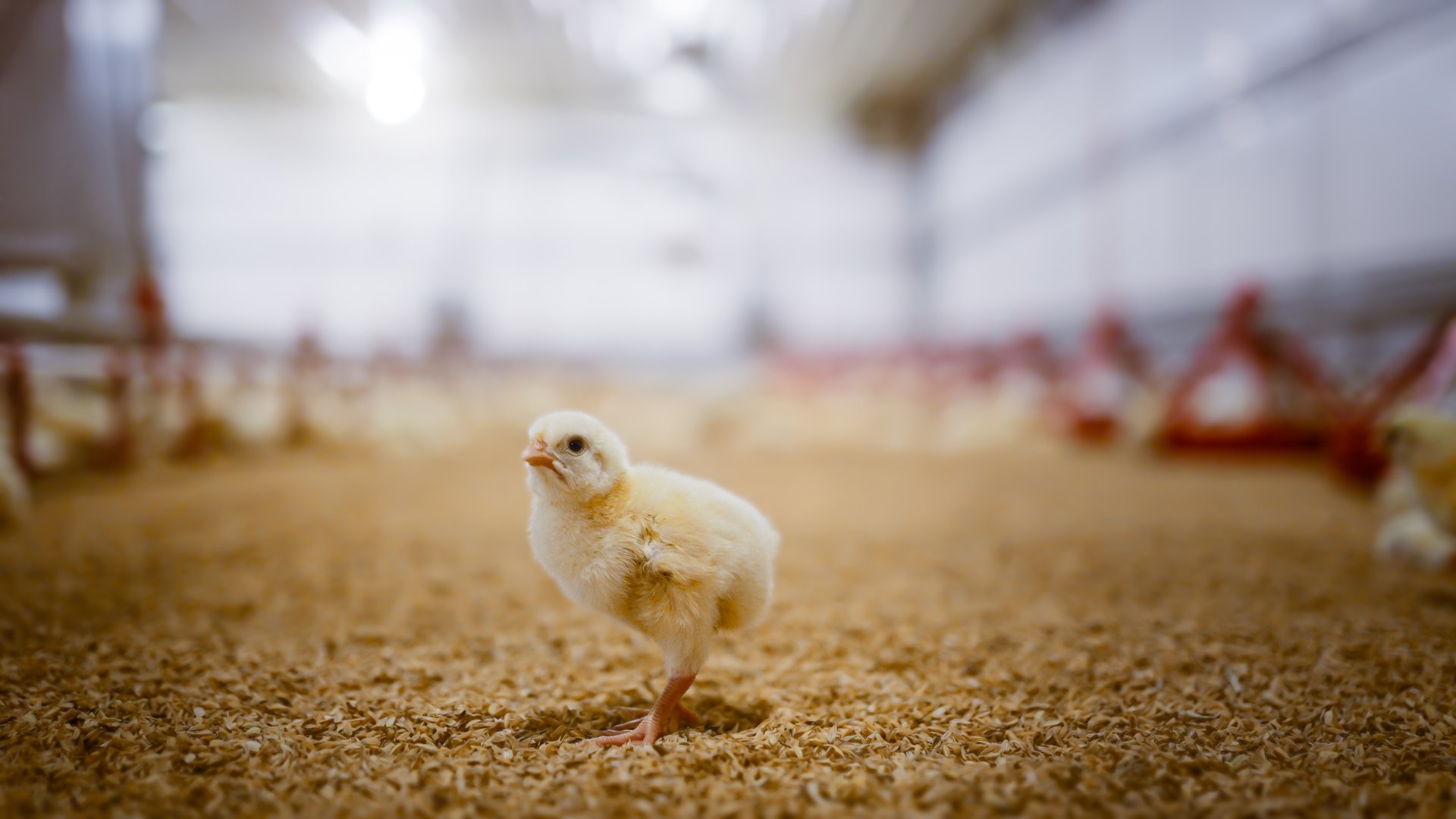 Chickens in poultry farm