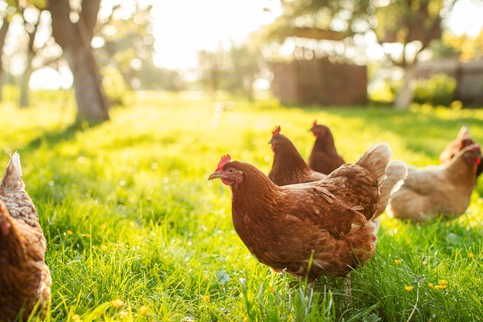 Flock of brown chickens roaming and grazing freely in lush green paddock on farm, walking outdoors on sunny day
