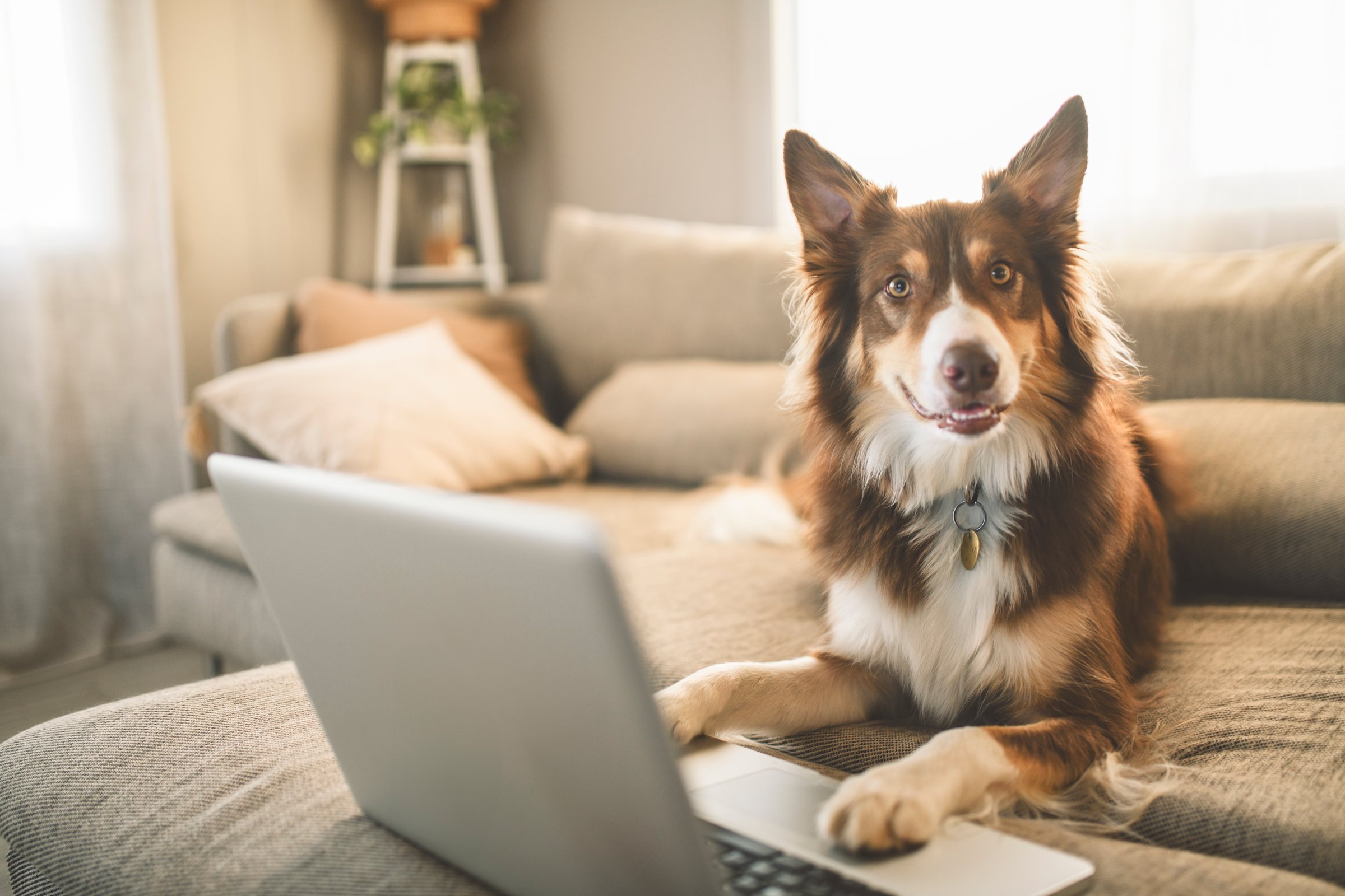 A brown australian shepherd dog indoor on the living room using laptop