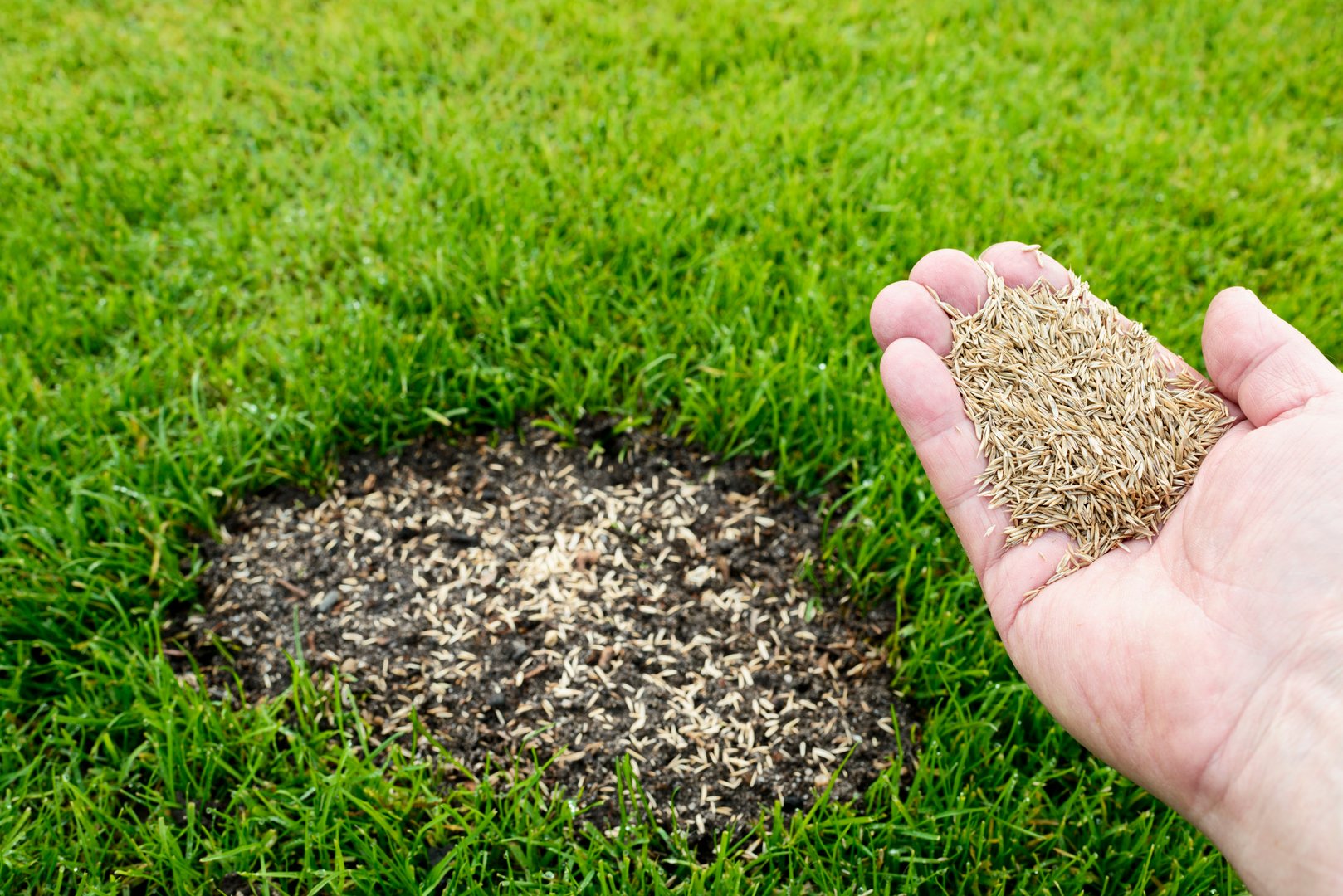 Grass seeds in the hand