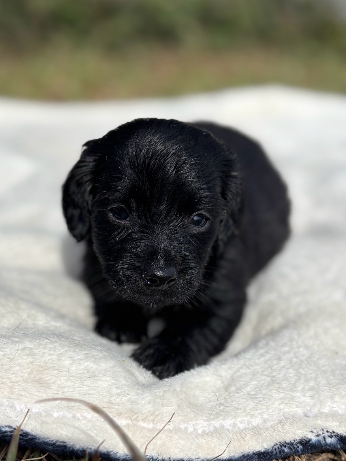 Black puppy lying on a soft white blanket outdoors, looking forward with a curious expression.
