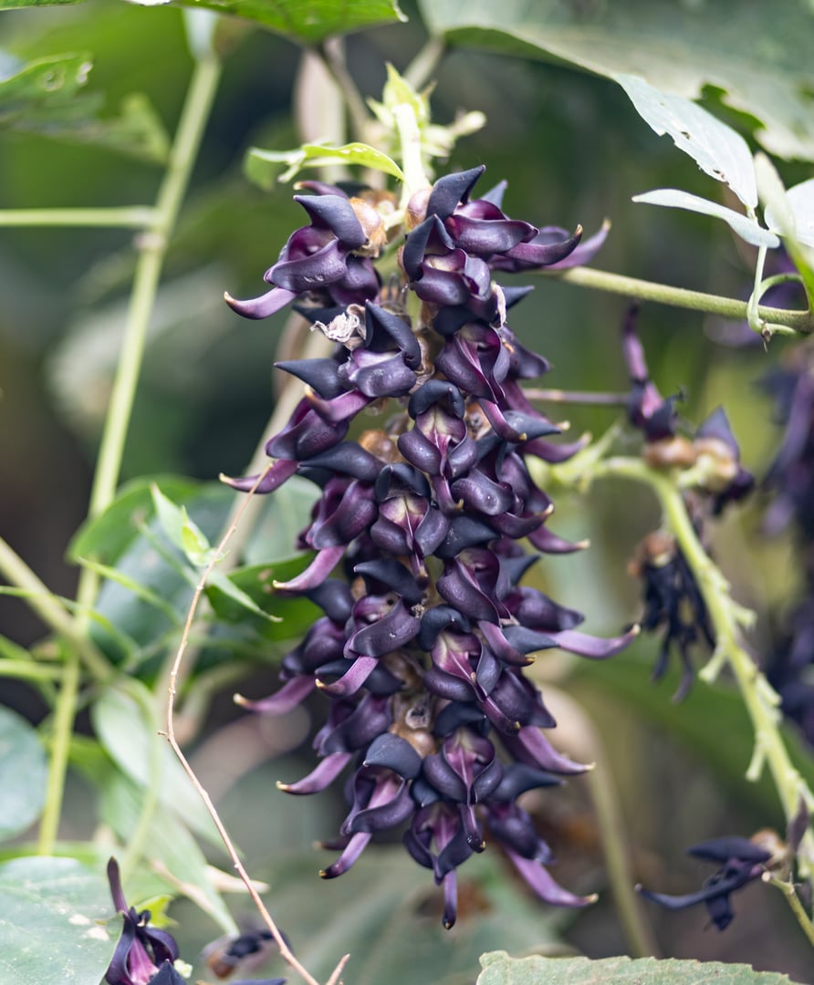 Mucuna pruriens is a tropical legume native to Africa and tropical Asia and widely naturalized and cultivated. Its English common names include monkey tamarind, velvet bean, Bengal velvet bean, Florida velvet bean, Mauritius velvet bean, Yokohama velvet bean, cowage, cowitch, lacuna bean, and Lyon bean