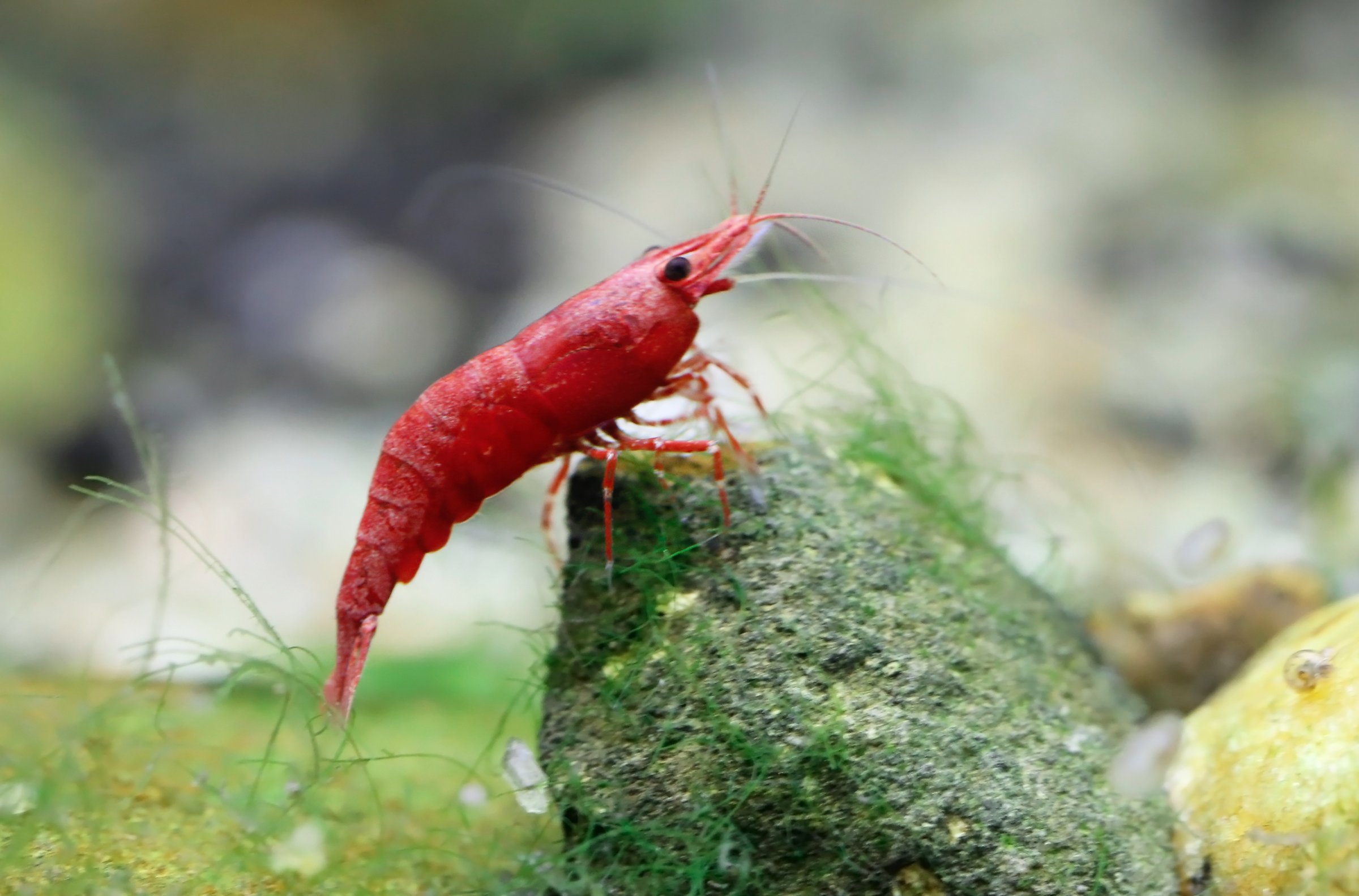 Red Cherry Shrimp in planted aquarium with live aquatic plants - comprehensive care guide for Neocaridina davidi breeding and maintenance in freshwater tanks