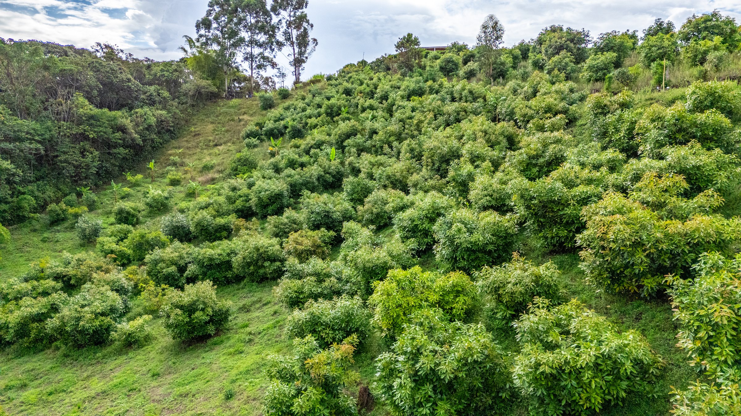 Lush avocado trees on a hillside in Popayán, Cauca, Colombia, showcasing the vibrant nature and agricultural landscape.
