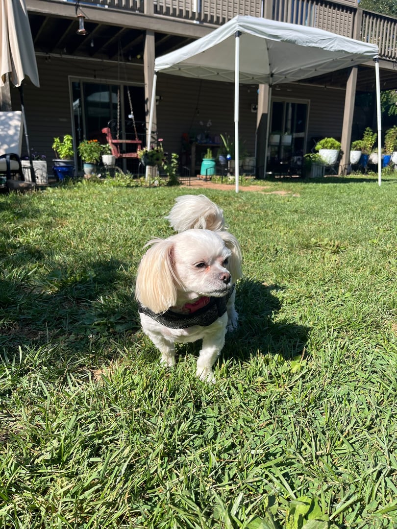 Happy dog in Salt Lake City