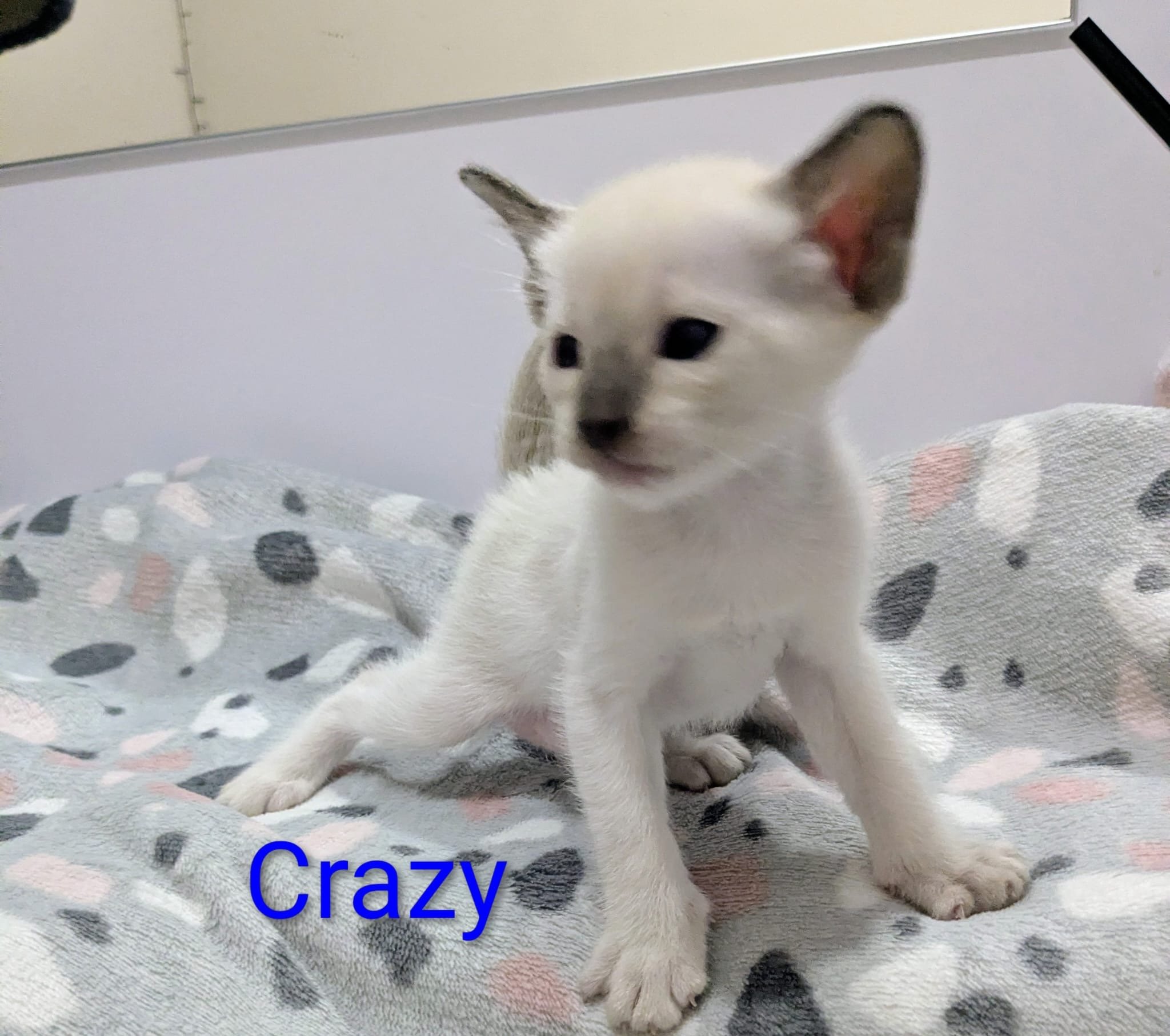 Cashew - Siamese cat