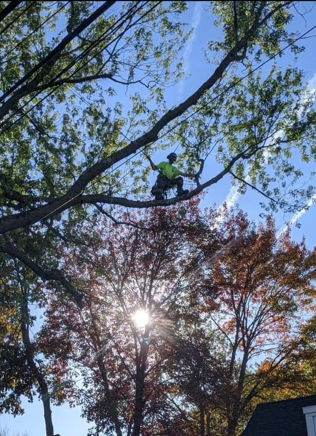 Above & Beyond Tree Care professional tree removal service