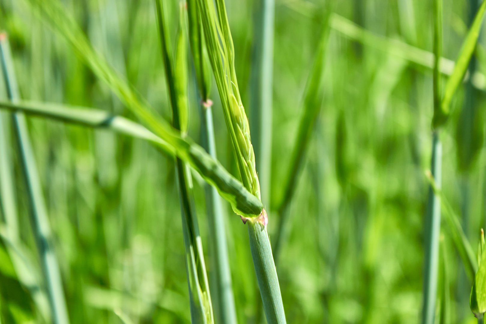 Small green spikelets of wheat close-up. The growth of agricultural cereals in the field in the spring. Growing spikelets macro. Side view.