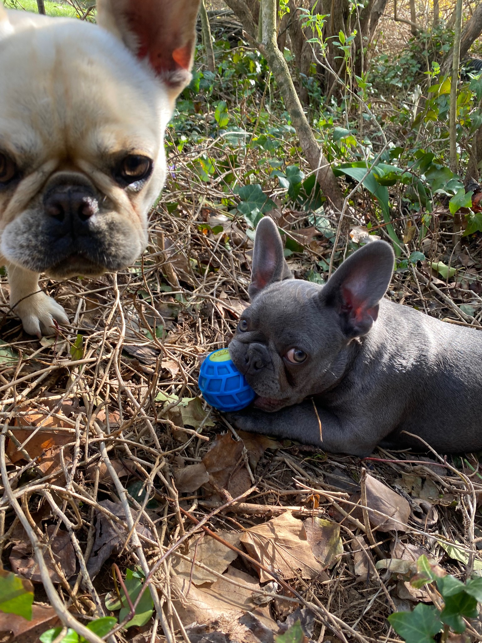 French bulldogs playing with ball