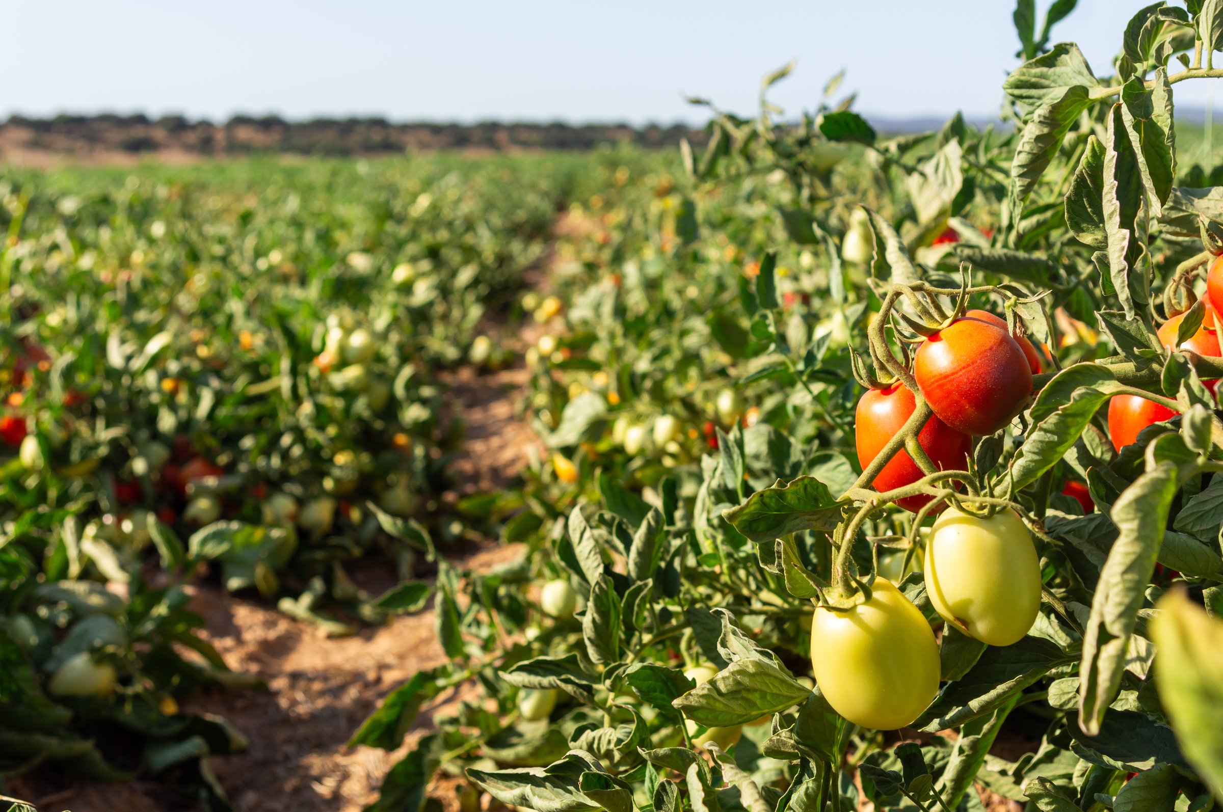 Tomatoes at Their Best: Ready for Harvest.