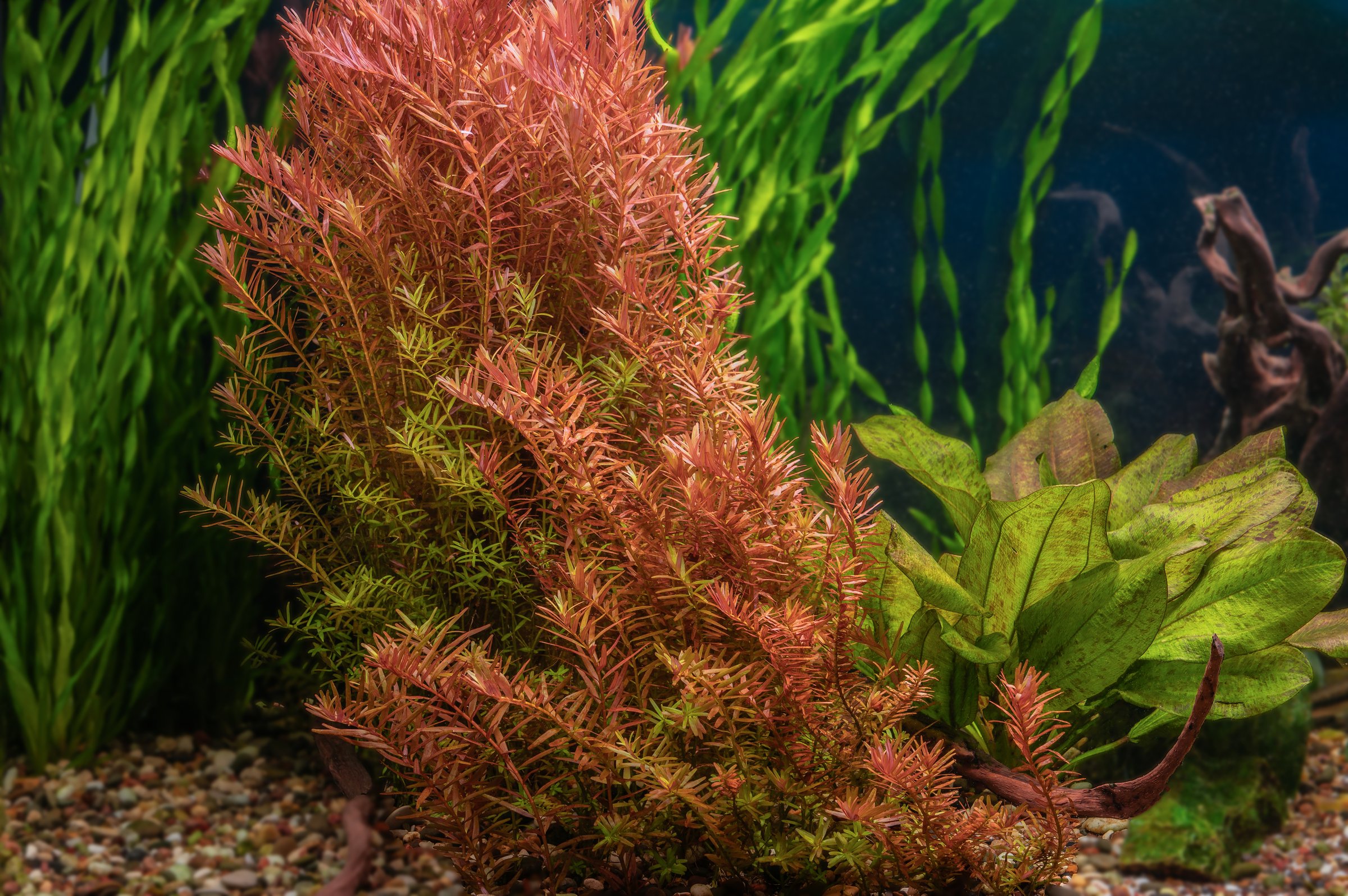 The water plant Rotala indica in freshwater aquarium. Aquascape and aqua design.