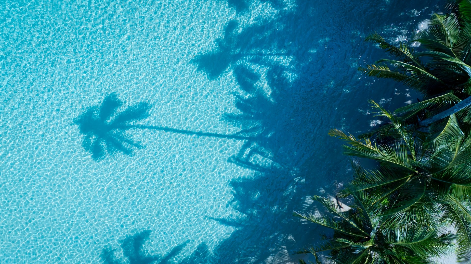 Summer palm tree and Tropical beach with Aqua waves and coconut palm shadow on blue background.