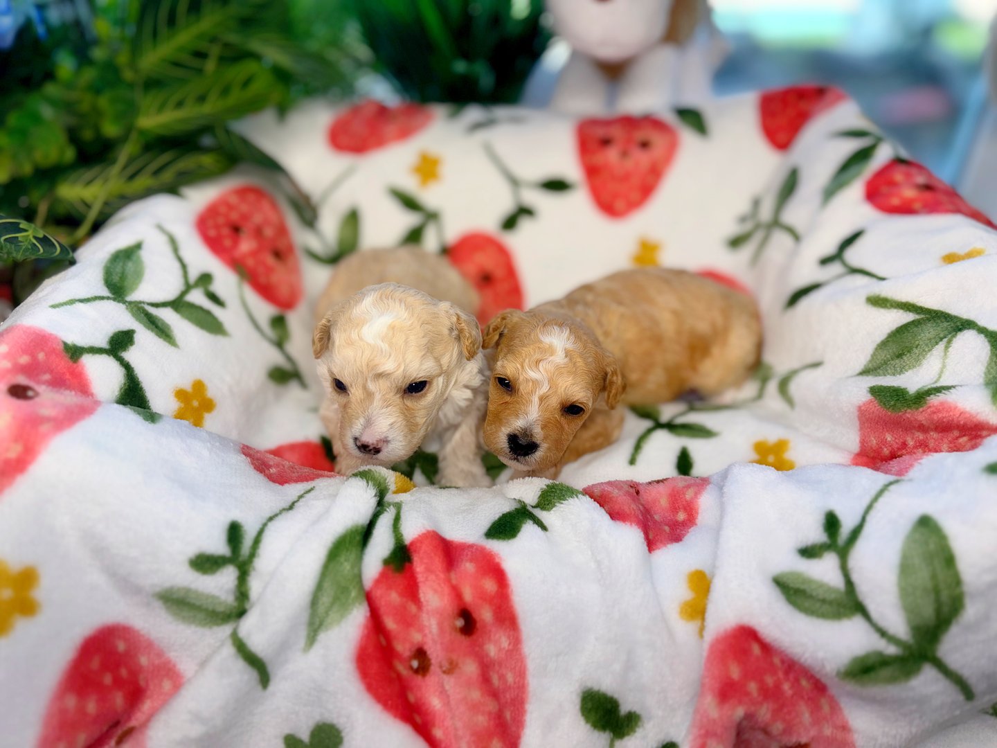 Orion the Toy Poodle