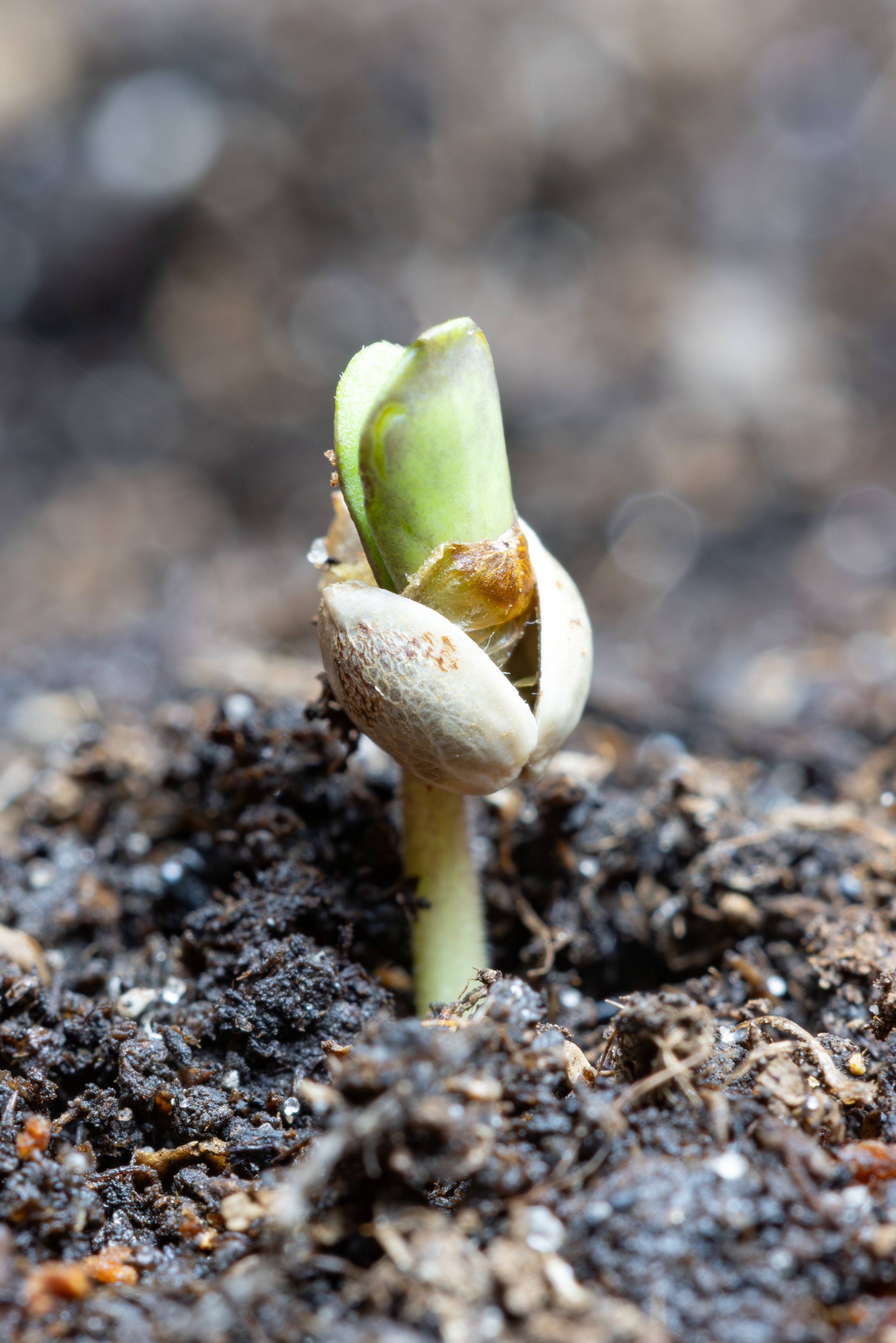 Freshly germinated cannabis seed in potting soil
