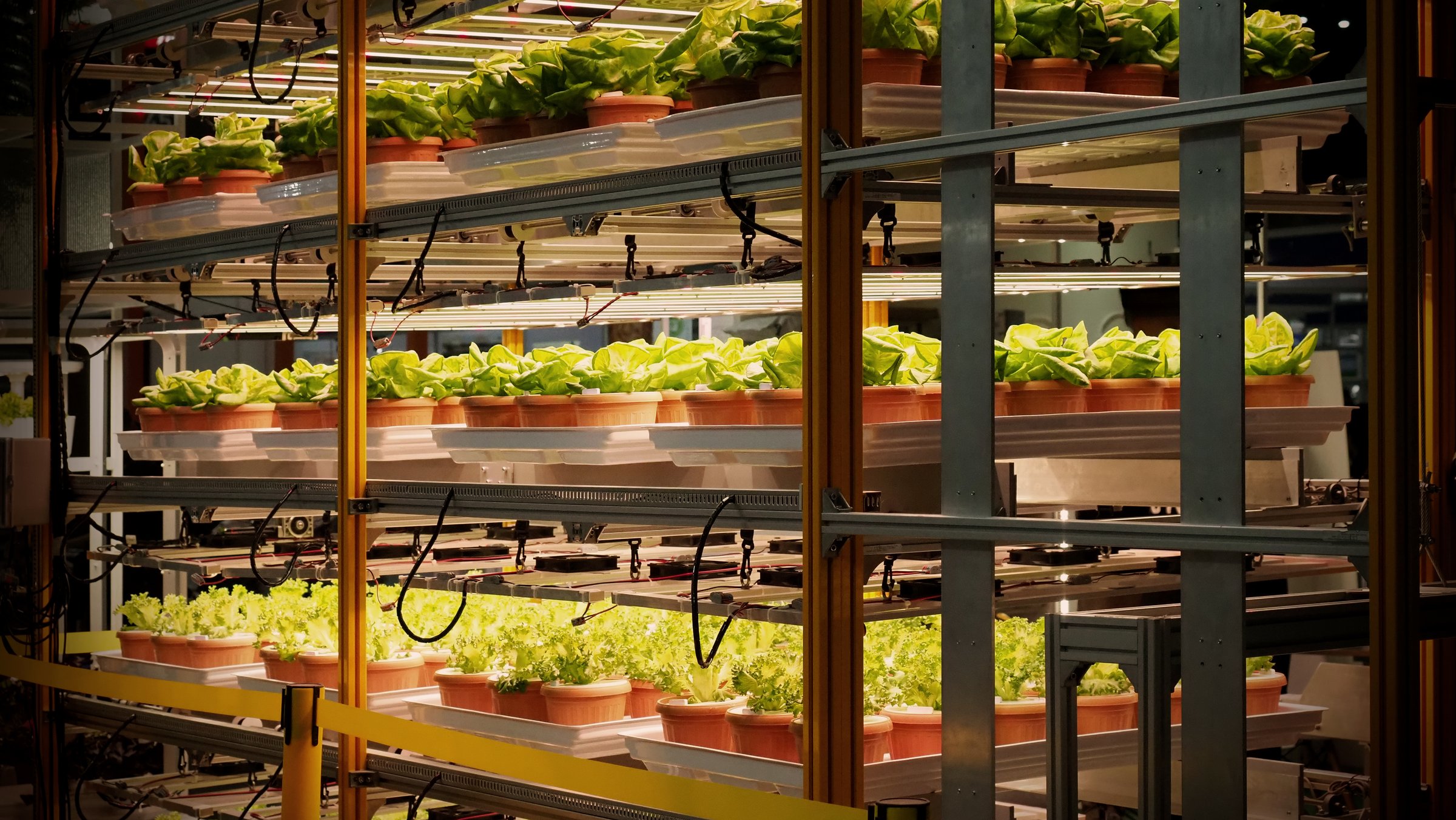 Indoor farm Hydroponic plants growing under LED lights and electric fan to reduce CO2 emission. Indoor vertical farm or vegetable farming that use new technology of seeding plants on vertical stack.