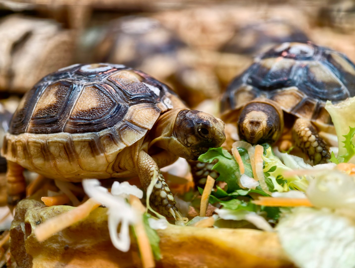 Baby Tortoises Nibbling Fresh Salad Greens, Soft Sunlight Highlighting Textured Shells, Warm Earthy Substrate
