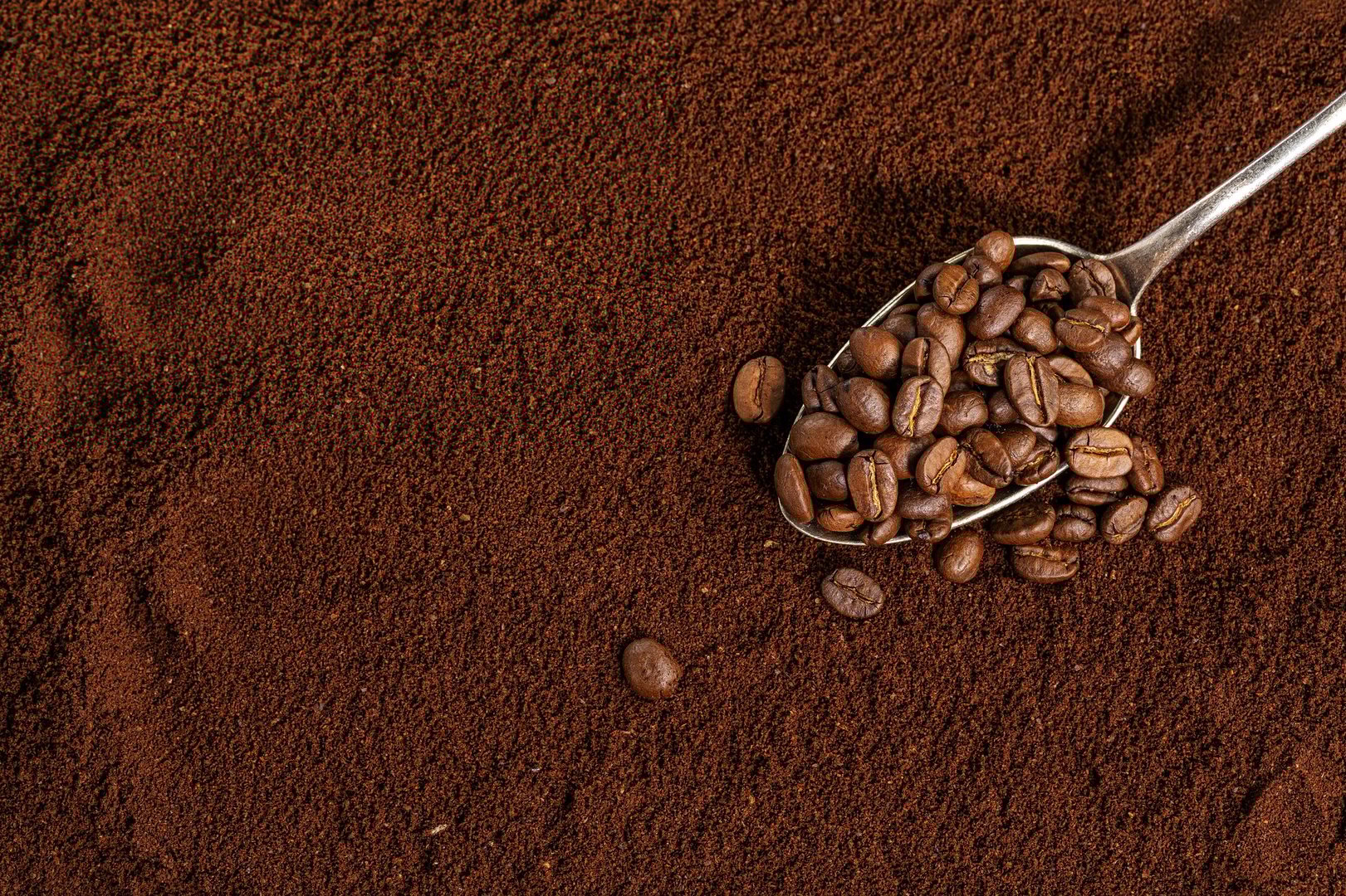 Coffee beans on spoon on ground coffee background. Closeup.