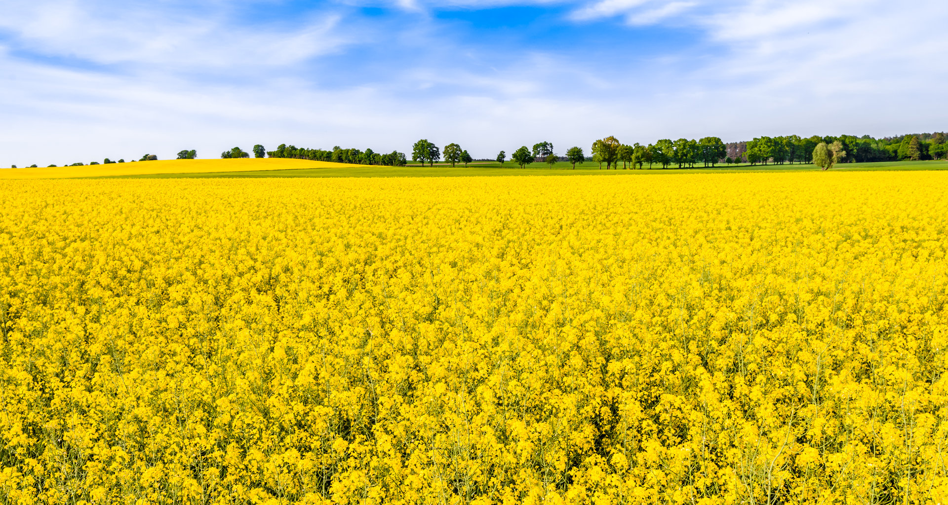 Farm field of rape, farmland landscape with rapeseed flowers, summer scenery