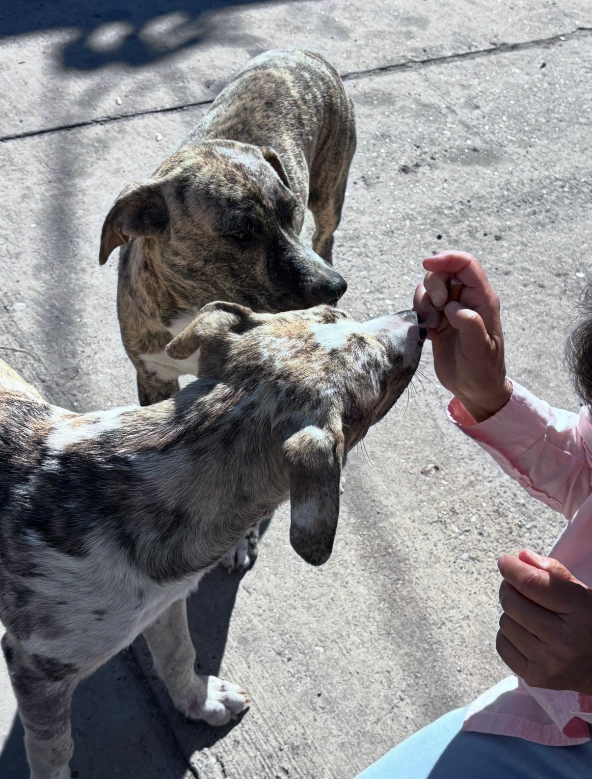 Rescued dog from Neighbors Helping Street Pups