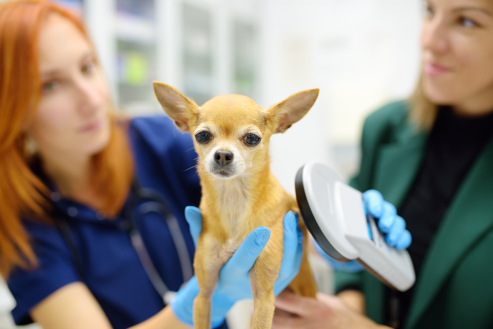 Veterinarian checks microchip implant using scanner device under the skin of little chihuahua dog during appointment. The lost pet was brought to the veterinary hospital to find the owner