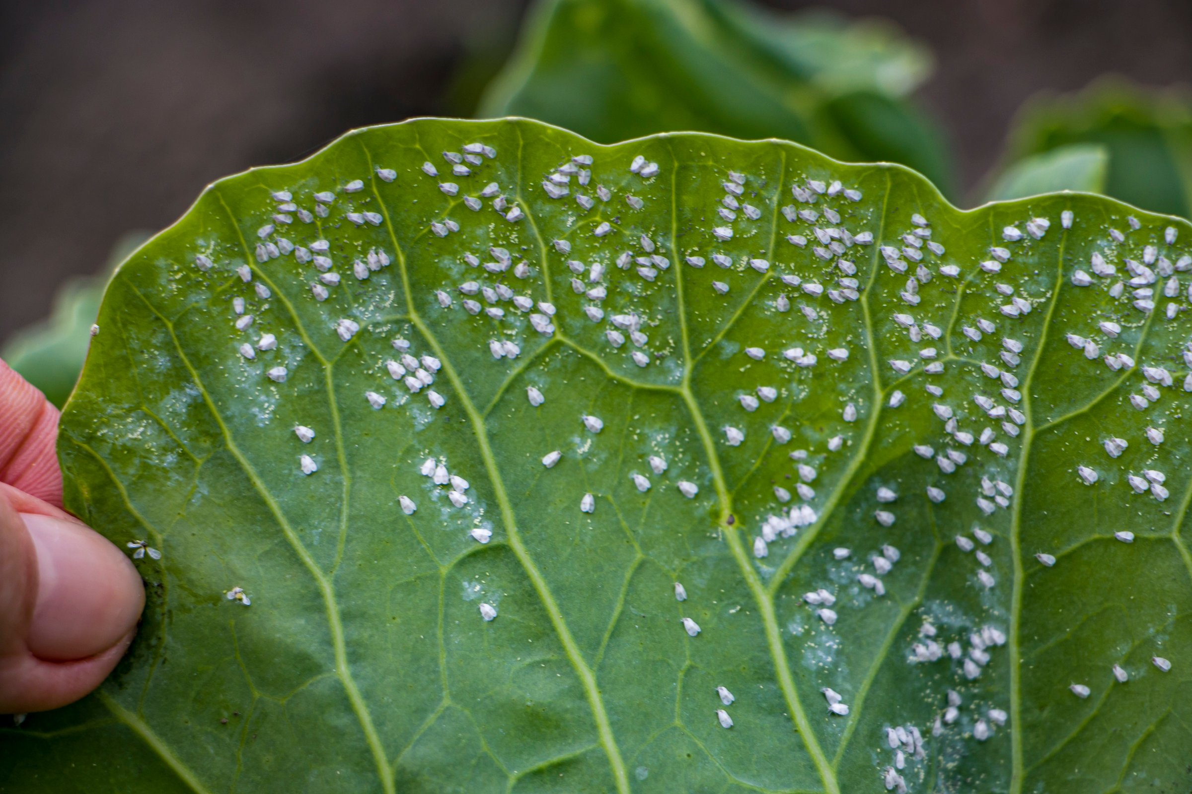 Whitefly infection Aleyrodes proletella on cabbage leaves.