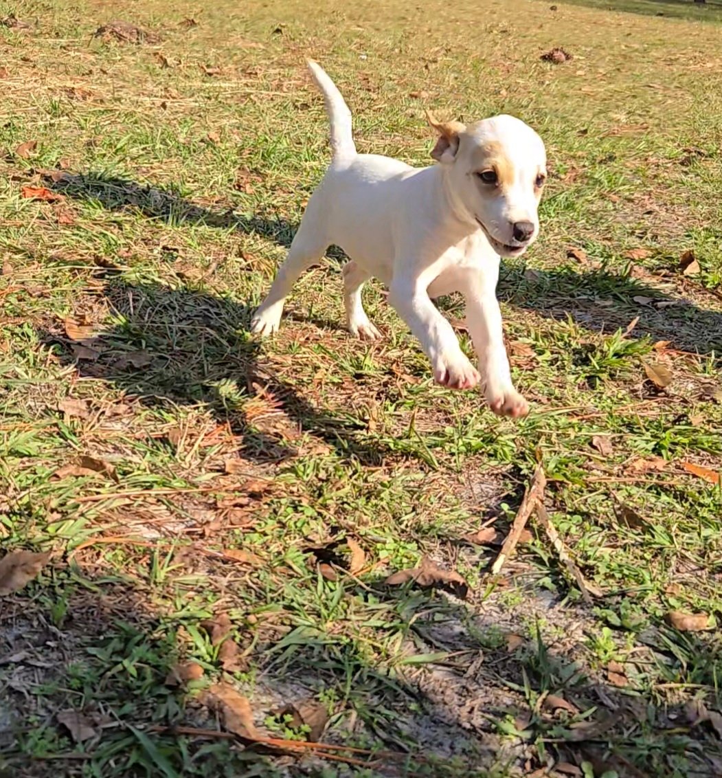 Jack Russell Terrier male puppy available from Tomlin Farms